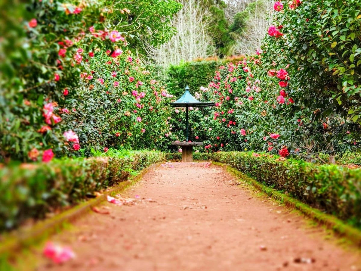 Allée de jardin bordée de haies basses taillées et d'arbustes en fleurs
